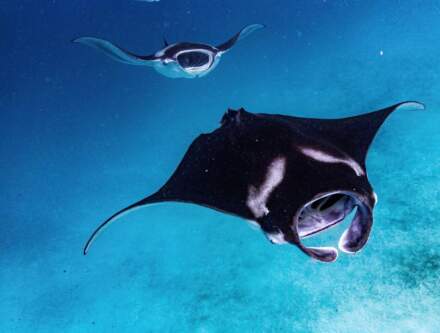 Secrets of the Sea: Four Seasons Maldives Reveals Prime Manta Ray Encounter Dates for 2026-27