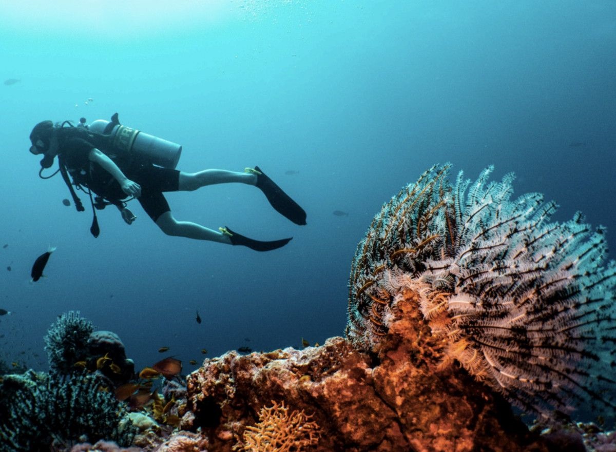 Ifuru Island Maldives Introduces Comprehensive Dive Program for All Experience Levels